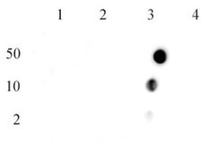 Histone H4R3me2a (asymmetric) Polyclonal Antibody, Active Motif:Antibodies:Primary