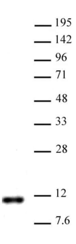 Histone H4R3me2a (asymmetric) Polyclonal Antibody, Active Motif:Antibodies:Primary