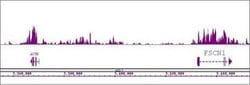 Histone H4K20me1 Monoclonal Antibody (5E10-D8), Active Motif 10 &mu;g;