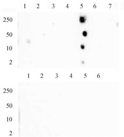 Histone H4K20me1 Monoclonal Antibody (5E10-D8), Active Motif 10 &mu;g;