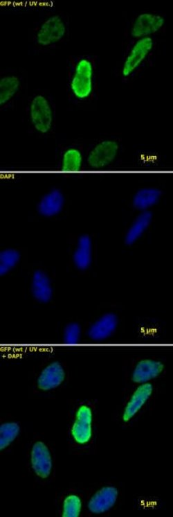 Histone H4K20me1 Monoclonal Antibody (5E10-D8), Active Motif 10 &mu;g;