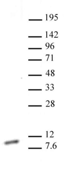 Histone H4K20me1 Monoclonal Antibody (5E10-D8), Active Motif 10 &mu;g;