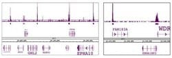 SAP30 Polyclonal Antibody, Active Motif:Antibodies:Primary Antibodies