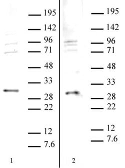 SAP30 Polyclonal Antibody, Active Motif:Antibodies:Primary Antibodies
