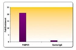 Phospho-RNA pol II CTD (Ser5) Polyclonal Antibody, Active Motif:Antibodies:Primary
