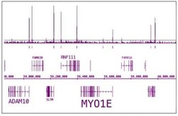 Phospho-RNA pol II CTD (Ser5) Polyclonal Antibody, Active Motif:Antibodies:Primary