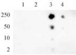 Phospho-RNA pol II CTD (Ser5) Polyclonal Antibody, Active Motif:Antibodies:Primary