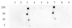 Histone H3K18ac Polyclonal Antibody, Active Motif 100 &mu;g; Unconjugated:Antibodies,