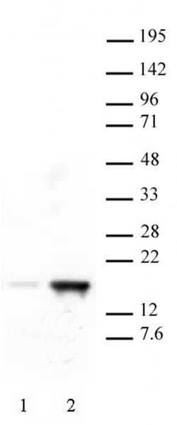 Histone H3K18ac Polyclonal Antibody, Active Motif 100 &mu;g; Unconjugated:Antibodies,