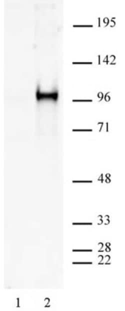 Phospho-Sp1 (Ser101) Polyclonal Antibody, Active Motif 10 &mu;L; Unconjugated:Antibodies,