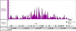 Histone H3 Monoclonal Antibody (MABI 0301), Active Motif:Antibodies:Primary