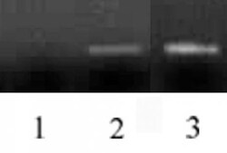 Histone H3 Monoclonal Antibody (MABI 0301), Active Motif:Antibodies:Primary