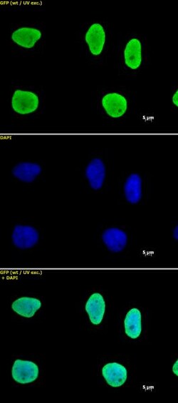 Histone H3 Monoclonal Antibody (MABI 0301), Active Motif:Antibodies:Primary