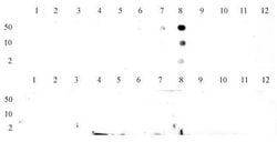 Histone H3K9me3 Polyclonal Antibody, Active Motif:Antibodies:Primary Antibodies