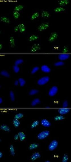 Histone H3K9me3 Polyclonal Antibody, Active Motif:Antibodies:Primary Antibodies