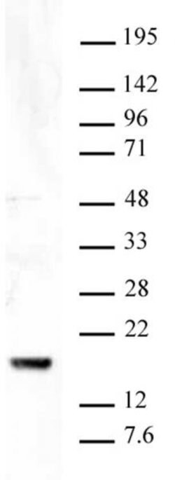 Histone H3K9me3 Polyclonal Antibody, Active Motif:Antibodies:Primary Antibodies