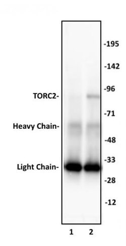 TORC2 Polyclonal Antibody, Active Motif 100 &mu;L | Buy Online | Active Motif | Fisher Scientific