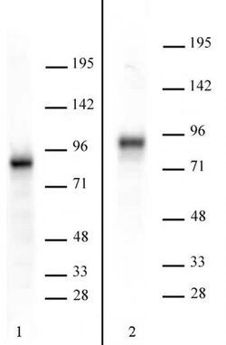 TORC2 Polyclonal Antibody, Active Motif 100 &mu;L | Buy Online | Active Motif | Fisher Scientific