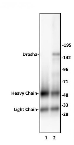 Drosha Polyclonal Antibody, Active Motif 10 &mu;L | Buy Online | Active Motif | Fisher Scientific