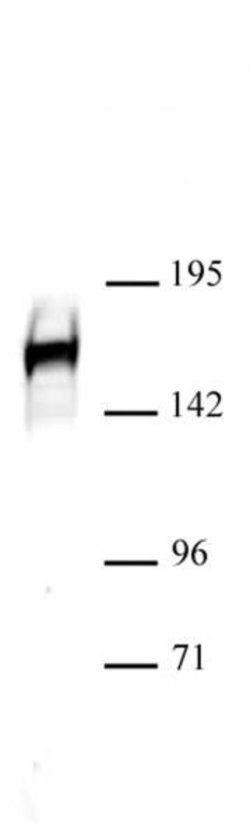 Drosha Polyclonal Antibody, Active Motif 10 &mu;L | Buy Online | Active Motif | Fisher Scientific