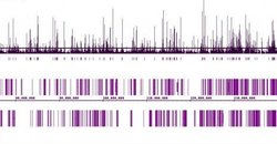 MITF Monoclonal Antibody (C5.D5), Active Motif 100 &mu;g; Unconjugated:Antibodies,