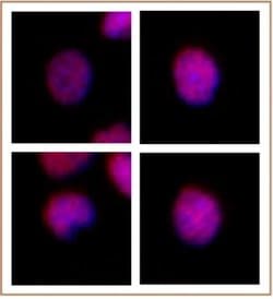 MEIS 1/2/3 Monoclonal Antibody (9.2.7), Active Motif:Antibodies:Primary