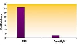 SMARCA2 / BRM Monoclonal Antibody (1H7A10), Active Motif:Antibodies:Primary