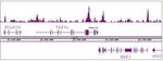 Thumbnail_Oct-4 Polyclonal Antibody, Active Motif 100 &mu;L; Unconjugated:Antibodies,