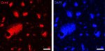 Thumbnail_Oct-4 Polyclonal Antibody, Active Motif 100 &mu;L; Unconjugated:Antibodies,