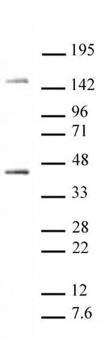 Thumbnail_Oct-4 Polyclonal Antibody, Active Motif 100 &mu;L; Unconjugated:Antibodies,