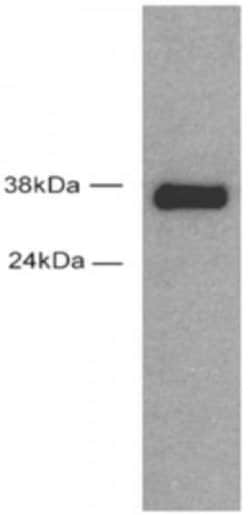 Sox2 Polyclonal Antibody, Active Motif 10 &mu;L; Unconjugated:Antibodies,