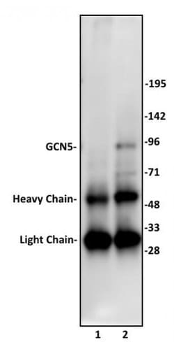 GCN5 Polyclonal Antibody, Active Motif 10 &mu;L; Unconjugated:Antibodies,