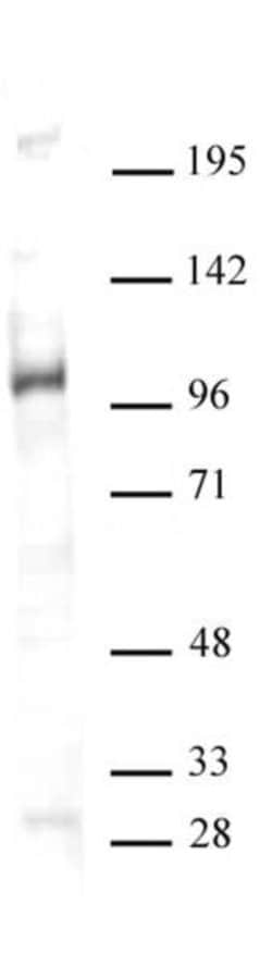 GCN5 Polyclonal Antibody, Active Motif 10 &mu;L; Unconjugated:Antibodies,