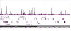 HNF-3 alpha / FOXA1 Monoclonal Antibody (2F83), Active Motif 100 &mu;g;