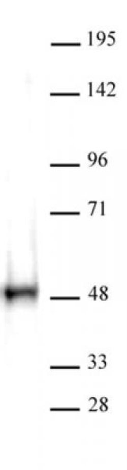 CTBP Polyclonal Antibody, Active Motif:Antibodies:Primary Antibodies