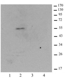 Histone macroH2A1.1 Polyclonal Antibody, Active Motif 100 &mu;g | Buy Online | Active Motif | Fisher Scientific