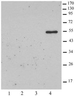 Histone macroH2A2 Polyclonal Antibody, Active Motif:Antibodies:Primary