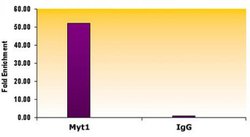 Suz12 Monoclonal Antibody (2AO9), Active Motif 100 &mu;g; Unconjugated:Antibodies,