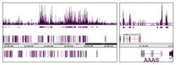 MMSET / WHSC1 Monoclonal Antibody (29D1), Active Motif 10 &mu;g; Unconjugated:Antibodies,