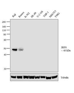 Invitrogen IRF8 Monoclonal Antibody (ZI003) 100 &mu;g; Unconjugated:Anticuerpos