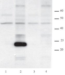 AID Monoclonal Antibody (328.8b), Active Motif 100 &mu;g; Unconjugated:Antibodies,