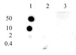 Histone H3K9me1 Polyclonal Antibody, Active Motif 10 &mu;g | Buy Online | Active Motif | Fisher Scientific