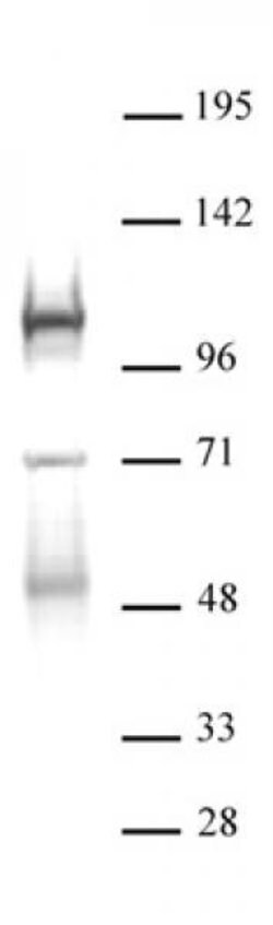 DNMT3B Polyclonal Antibody, Active Motif:Antibodies:Primary Antibodies