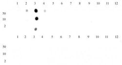 Histone H3K4me2 Polyclonal Antibody, Active Motif 100 &mu;g; Unconjugated:Antibodies,