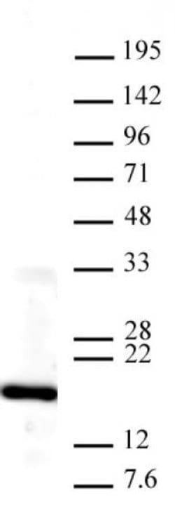 Histone H3K4me3 Polyclonal Antibody, Active Motif 50 &mu;g; Unconjugated:Antibodies,