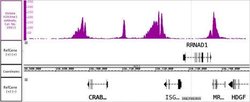 Histone H3K4me3 Polyclonal Antibody, Active Motif 50 &mu;g; Unconjugated:Antibodies,