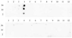 Histone H3K4me3 Polyclonal Antibody, Active Motif 50 &mu;g; Unconjugated:Antibodies,