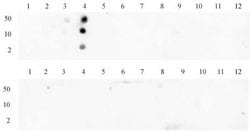Histone H3K4me3 Polyclonal Antibody, Active Motif 50 &mu;g; Unconjugated:Antibodies,