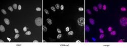 Histone H3K4me3 Polyclonal Antibody, Active Motif 50 &mu;g; Unconjugated:Antibodies,