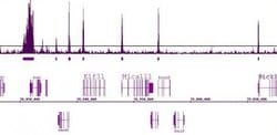 Histone H3K9ac Polyclonal Antibody, Active Motif 50 &mu;g:Antibodies, Polyclonal